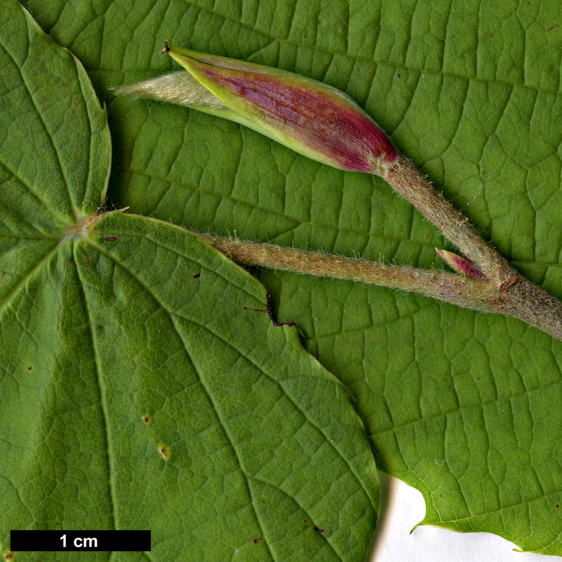 High resolution image: Family: Hamamelidaceae - Genus: Corylopsis - Taxon: himalayana - SpeciesSub: var. griffithii